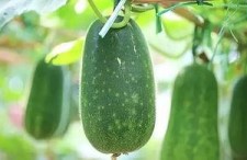 八月娱乐吃瓜,瓜田李下，明星秘闻大揭秘