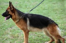 娱乐吃瓜酱德牧