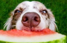 娱乐吃瓜菌关于狗,揭秘娱乐圈的忠诚宠儿